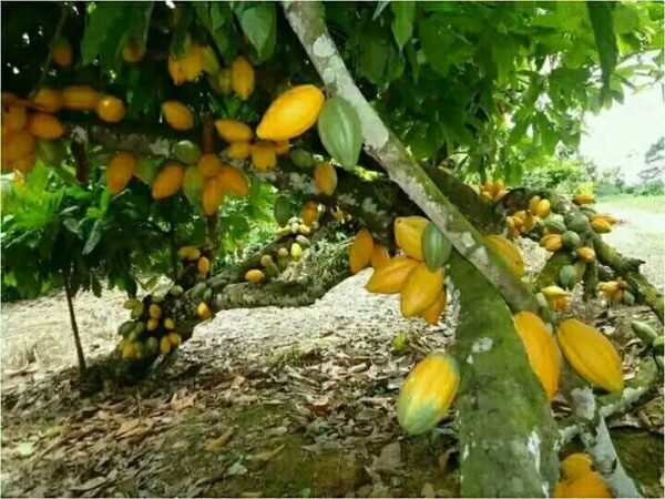 IMG-20250405-WA0177 Engrais Super Gro 100% naturel: 200% à la récolte