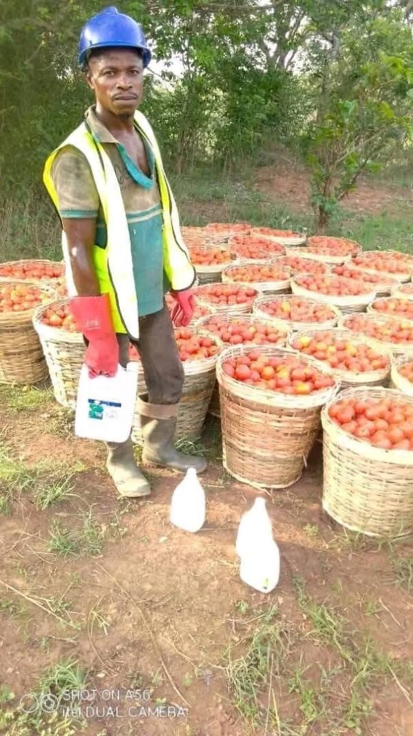 IMG-20250405-WA0180 Engrais Super Gro 100% naturel: 200% à la récolte