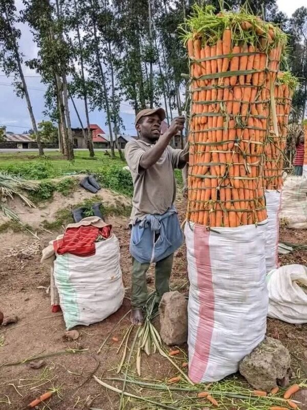 IMG-20250405-WA0186 Engrais Super Gro 100% naturel: 200% à la récolte