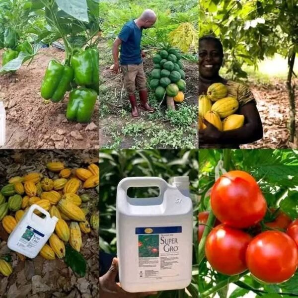 IMG-20250405-WA0192 Engrais Super Gro 100% naturel: 200% à la récolte