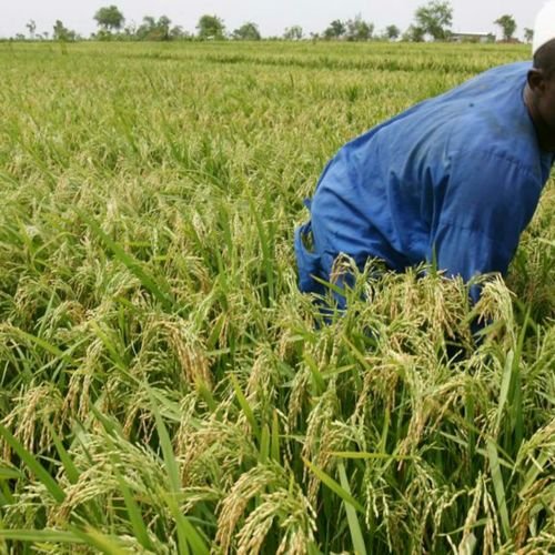 champ de riz Engrais Super Gro 100% naturel: 200% à la récolte